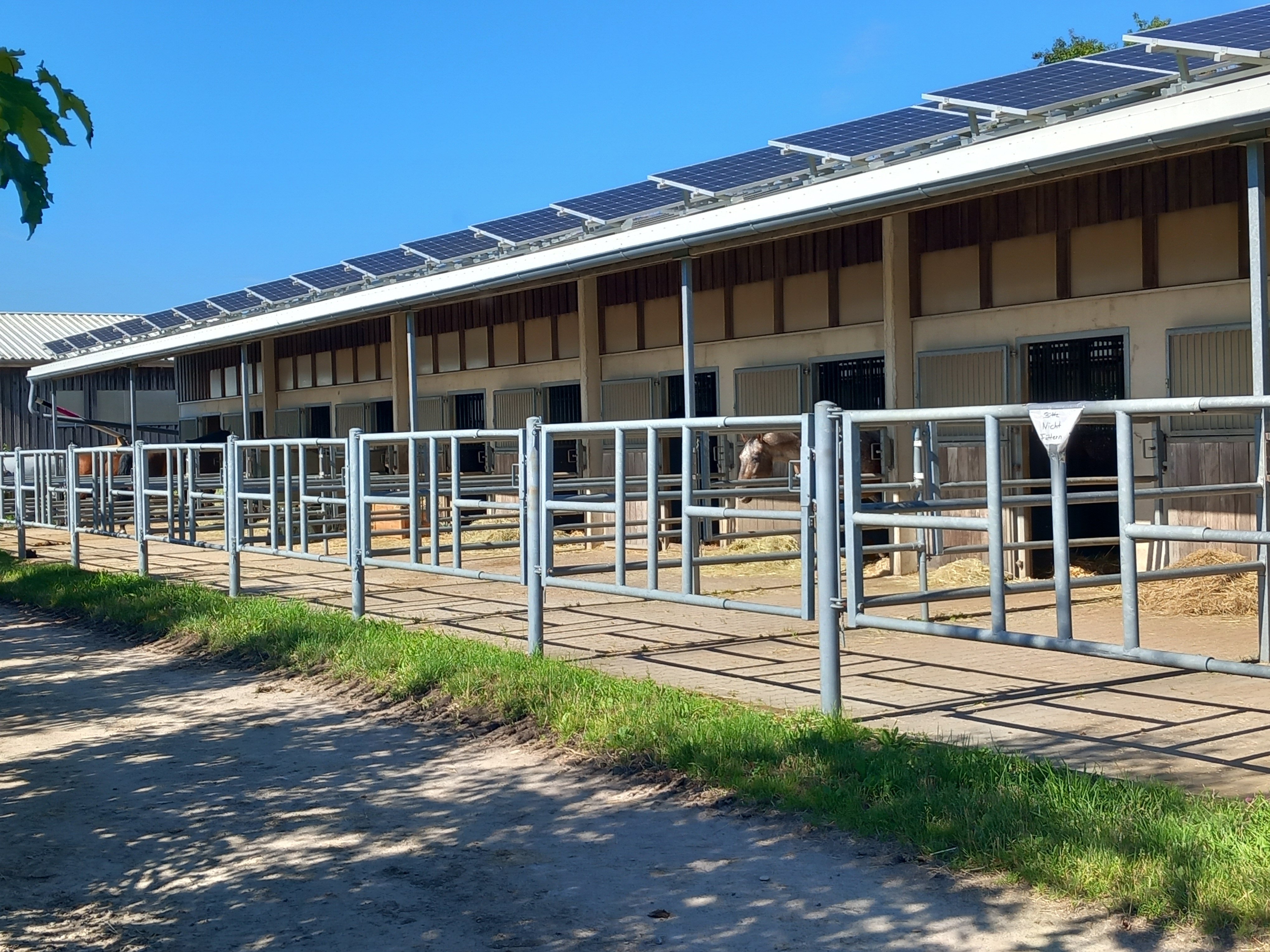 Paddocks Westseite